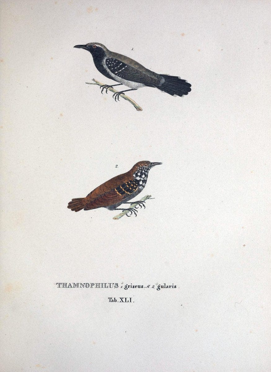 Avium species novae, quas in itinere per Brasiliam annis MDCCCXVII-MDCCCXX /.Monachii :T | Birds Brazil "Description and travel" "Pictorial works" | Vintage Print Reproduction 460036