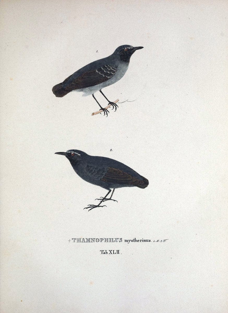 Avium species novae, quas in itinere per Brasiliam annis MDCCCXVII-MDCCCXX /.Monachii :T | Birds Brazil "Description and travel" "Pictorial works" | Vintage Print Reproduction 460037