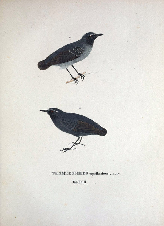 Avium species novae, quas in itinere per Brasiliam annis MDCCCXVII-MDCCCXX /.Monachii :T | Birds Brazil "Description and travel" "Pictorial works" | Vintage Print Reproduction 460037