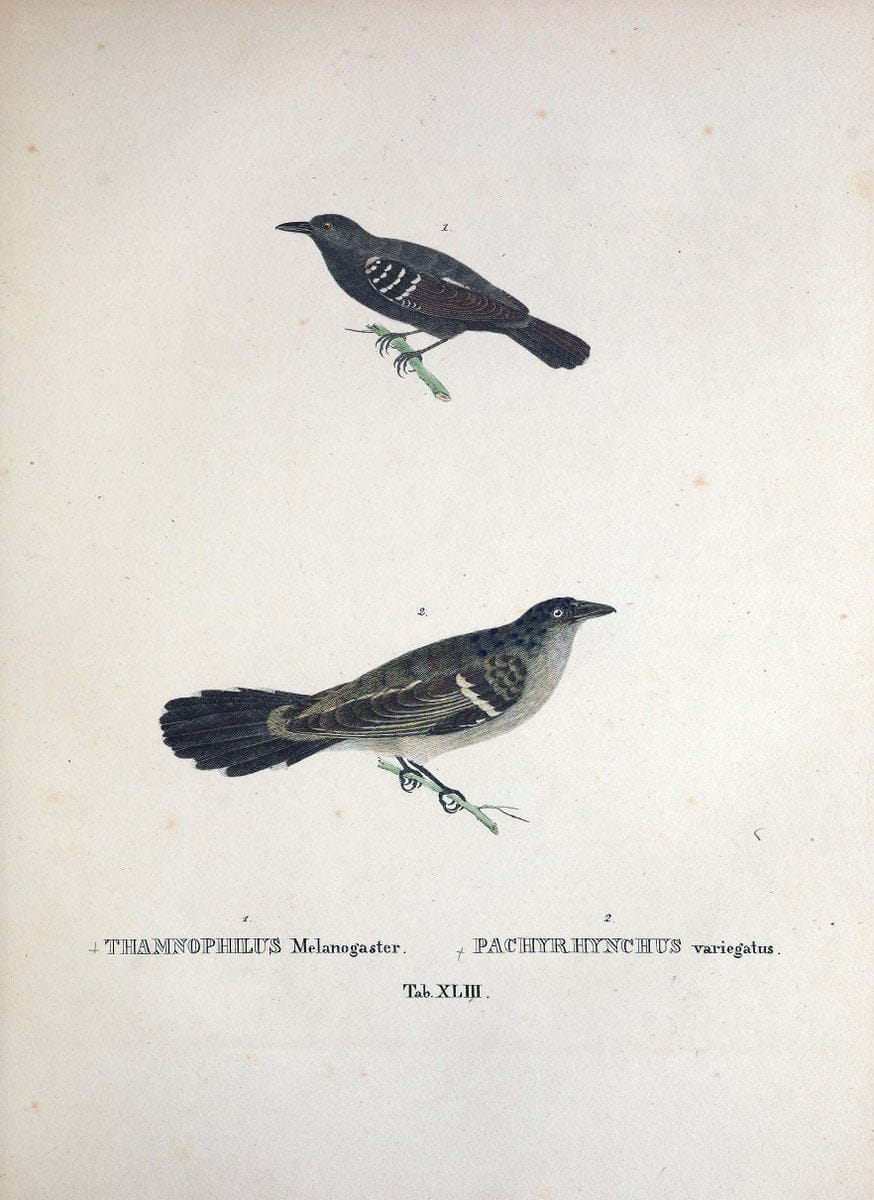 Avium species novae, quas in itinere per Brasiliam annis MDCCCXVII-MDCCCXX /.Monachii :T | Birds Brazil "Description and travel" "Pictorial works" | Vintage Print Reproduction 460038