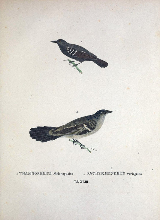 Avium species novae, quas in itinere per Brasiliam annis MDCCCXVII-MDCCCXX /.Monachii :T | Birds Brazil "Description and travel" "Pictorial works" | Vintage Print Reproduction 460038