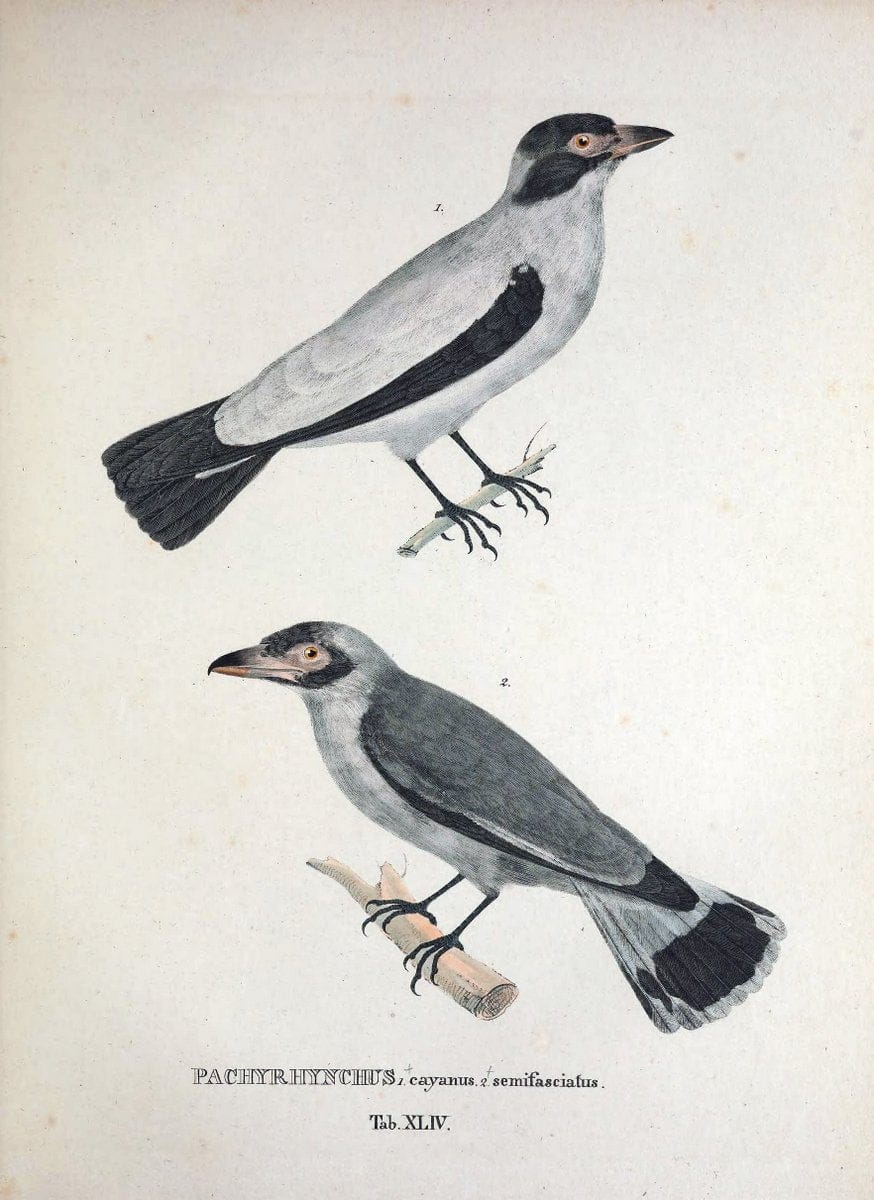 Avium species novae, quas in itinere per Brasiliam annis MDCCCXVII-MDCCCXX /.Monachii :T | Birds Brazil "Description and travel" "Pictorial works" | Vintage Print Reproduction 460039