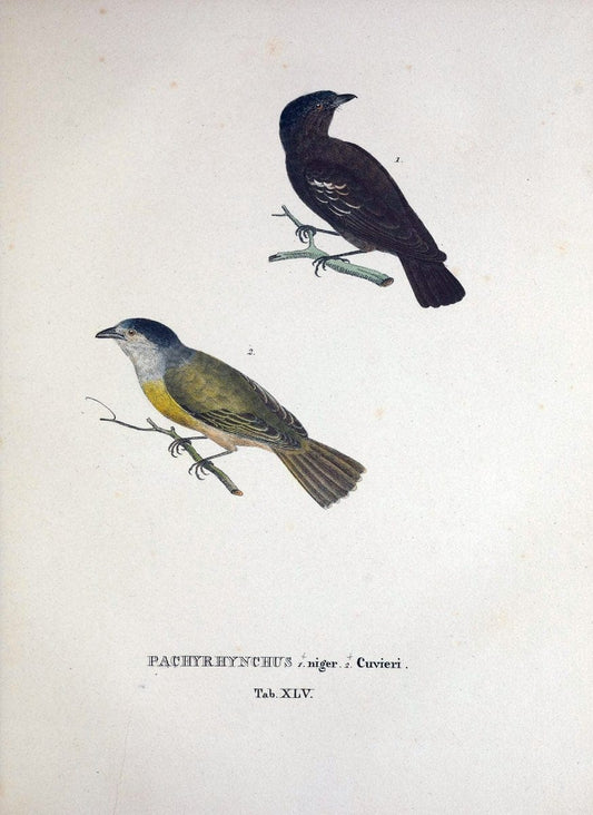 Avium species novae, quas in itinere per Brasiliam annis MDCCCXVII-MDCCCXX /.Monachii :T | Birds Brazil "Description and travel" "Pictorial works" | Vintage Print Reproduction 460040