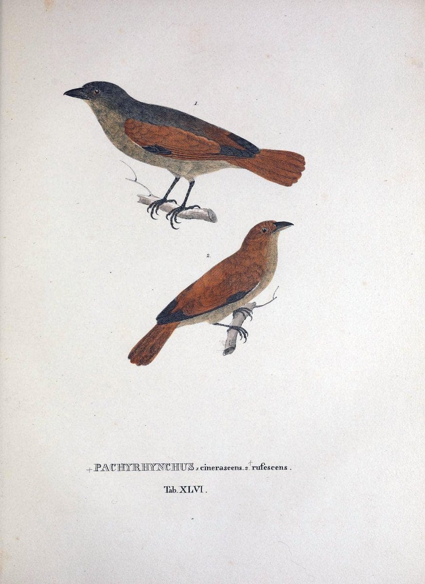 Avium species novae, quas in itinere per Brasiliam annis MDCCCXVII-MDCCCXX /.Monachii :T | Birds Brazil "Description and travel" "Pictorial works" | Vintage Print Reproduction 460041