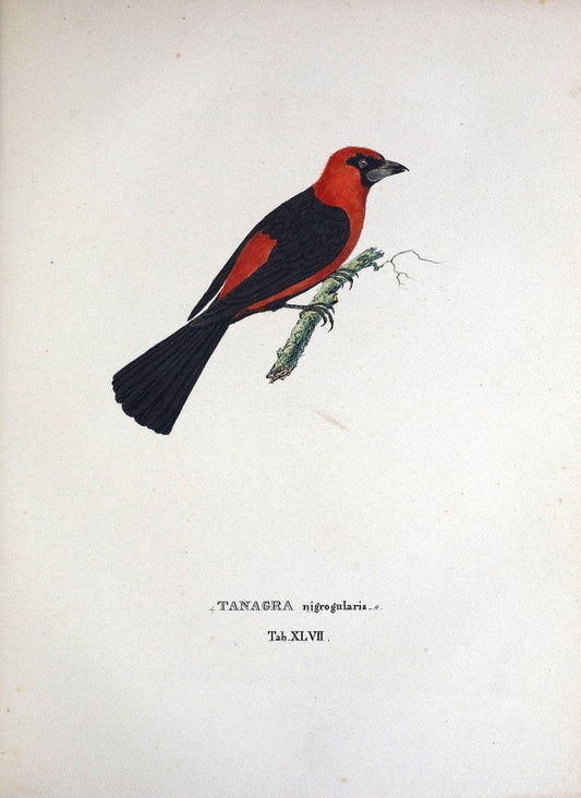 Avium species novae, quas in itinere per Brasiliam annis MDCCCXVII-MDCCCXX /.Monachii :T | Birds Brazil "Description and travel" "Pictorial works" | Vintage Print Reproduction 460042