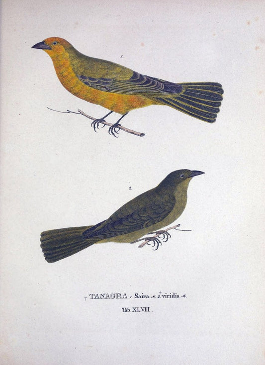 Avium species novae, quas in itinere per Brasiliam annis MDCCCXVII-MDCCCXX /.Monachii :T | Birds Brazil "Description and travel" "Pictorial works" | Vintage Print Reproduction 460043