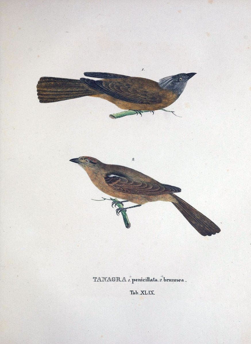 Avium species novae, quas in itinere per Brasiliam annis MDCCCXVII-MDCCCXX /.Monachii :T | Birds Brazil "Description and travel" "Pictorial works" | Vintage Print Reproduction 460044