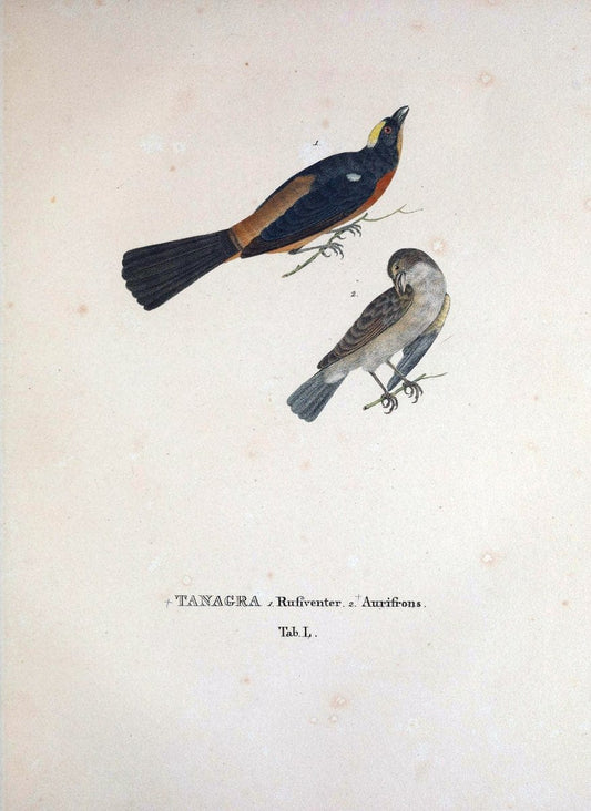 Avium species novae, quas in itinere per Brasiliam annis MDCCCXVII-MDCCCXX /.Monachii :T | Birds Brazil "Description and travel" "Pictorial works" | Vintage Print Reproduction 460045