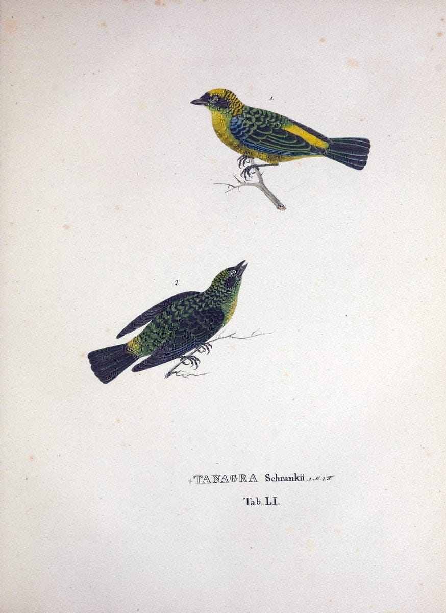 Avium species novae, quas in itinere per Brasiliam annis MDCCCXVII-MDCCCXX /.Monachii :T | Birds Brazil "Description and travel" "Pictorial works" | Vintage Print Reproduction 460046