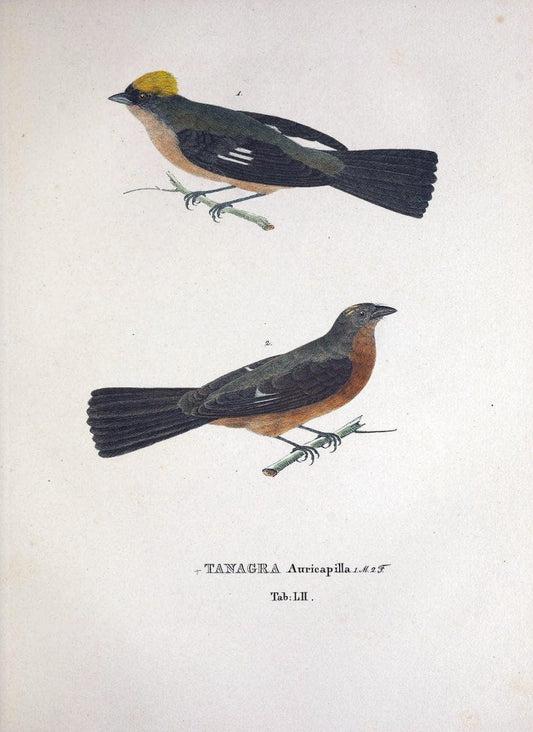 Avium species novae, quas in itinere per Brasiliam annis MDCCCXVII-MDCCCXX /.Monachii :T | Birds Brazil "Description and travel" "Pictorial works" | Vintage Print Reproduction 460047