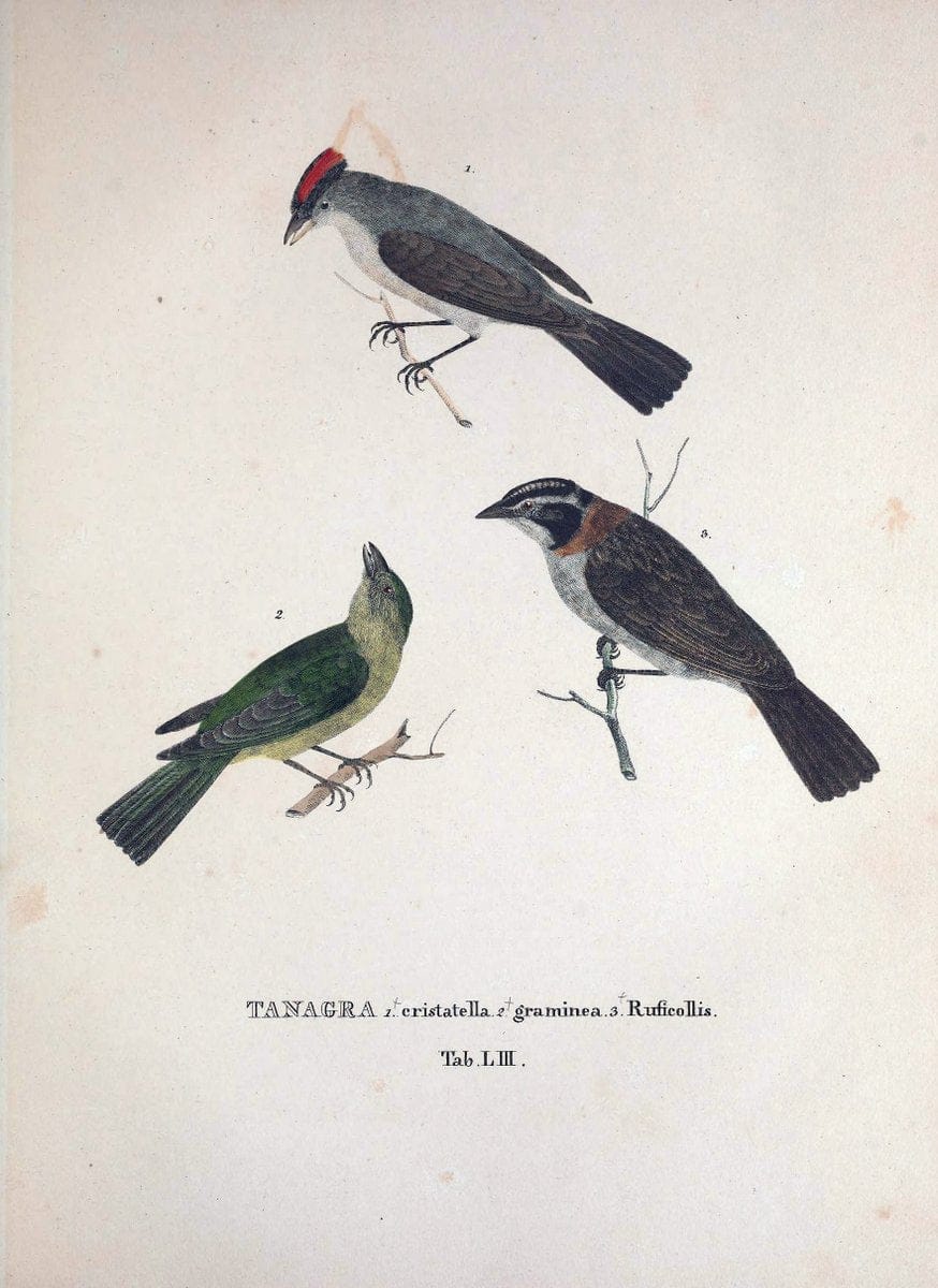 Avium species novae, quas in itinere per Brasiliam annis MDCCCXVII-MDCCCXX /.Monachii :T | Birds Brazil "Description and travel" "Pictorial works" | Vintage Print Reproduction 460048