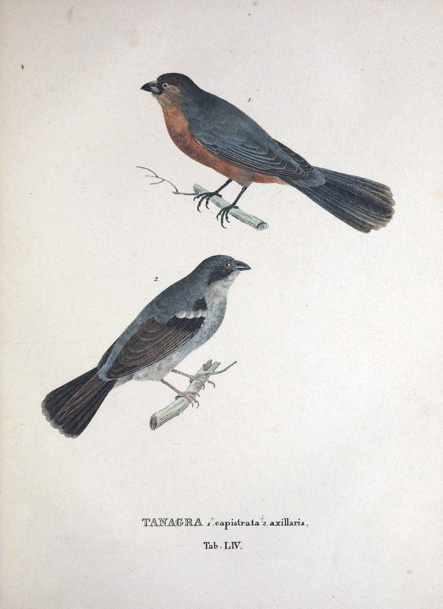 Avium species novae, quas in itinere per Brasiliam annis MDCCCXVII-MDCCCXX /.Monachii :T | Birds Brazil "Description and travel" "Pictorial works" | Vintage Print Reproduction 460049