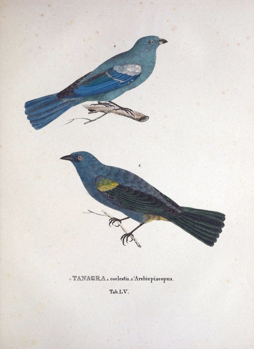 Avium species novae, quas in itinere per Brasiliam annis MDCCCXVII-MDCCCXX /.Monachii :T | Birds Brazil "Description and travel" "Pictorial works" | Vintage Print Reproduction 460050