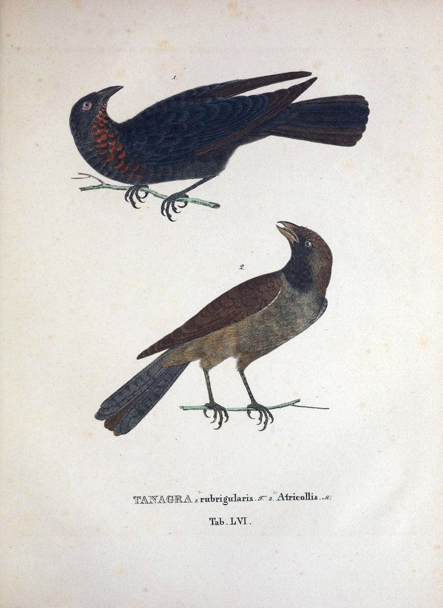 Avium species novae, quas in itinere per Brasiliam annis MDCCCXVII-MDCCCXX /.Monachii :T | Birds Brazil "Description and travel" "Pictorial works" | Vintage Print Reproduction 460051