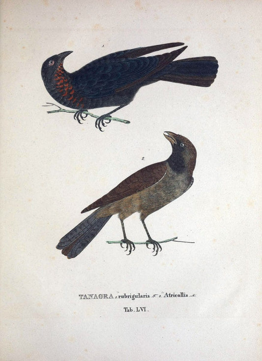 Avium species novae, quas in itinere per Brasiliam annis MDCCCXVII-MDCCCXX /.Monachii :T | Birds Brazil "Description and travel" "Pictorial works" | Vintage Print Reproduction 460051