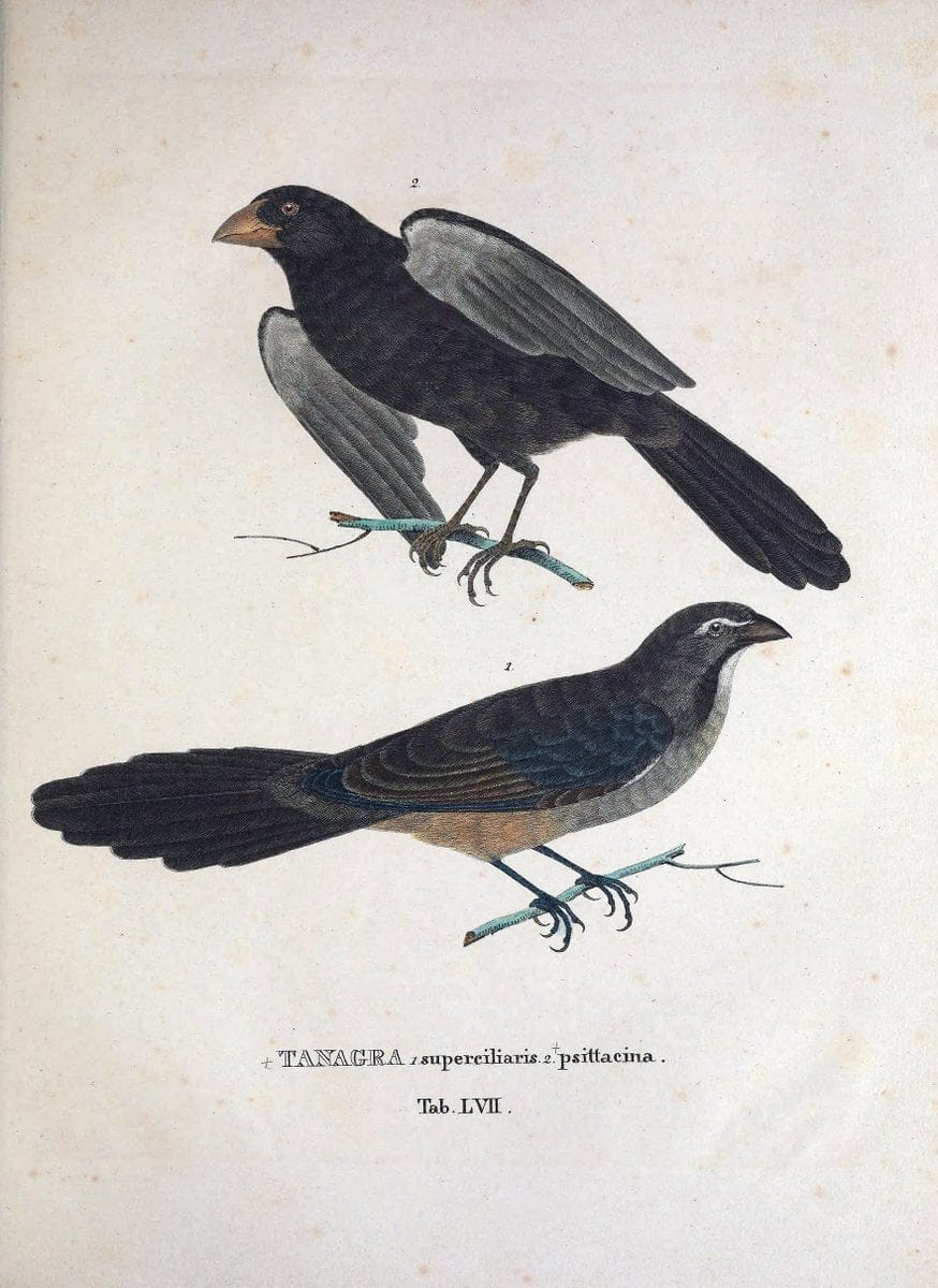 Avium species novae, quas in itinere per Brasiliam annis MDCCCXVII-MDCCCXX /.Monachii :T | Birds Brazil "Description and travel" "Pictorial works" | Vintage Print Reproduction 460052