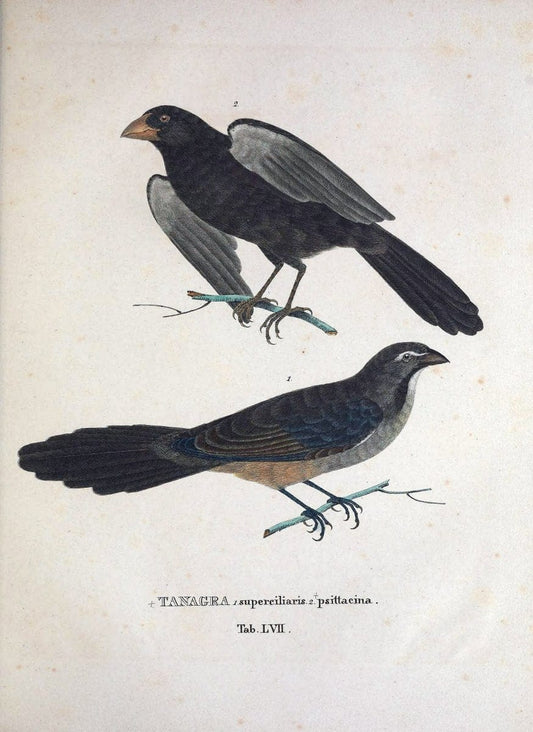 Avium species novae, quas in itinere per Brasiliam annis MDCCCXVII-MDCCCXX /.Monachii :T | Birds Brazil "Description and travel" "Pictorial works" | Vintage Print Reproduction 460052