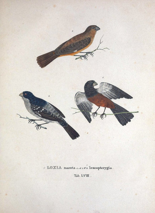 Avium species novae, quas in itinere per Brasiliam annis MDCCCXVII-MDCCCXX /.Monachii :T | Birds Brazil "Description and travel" "Pictorial works" | Vintage Print Reproduction 460053