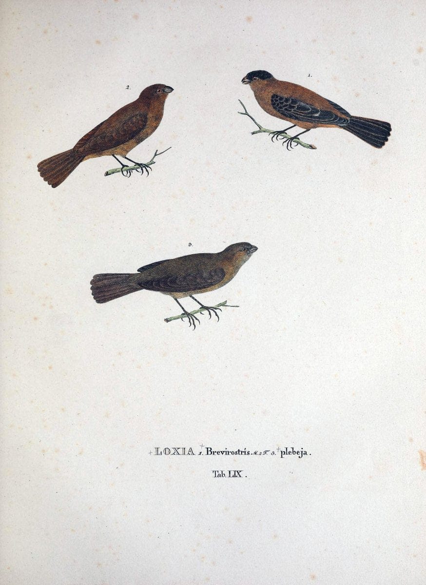 Avium species novae, quas in itinere per Brasiliam annis MDCCCXVII-MDCCCXX /.Monachii :T | Birds Brazil "Description and travel" "Pictorial works" | Vintage Print Reproduction 460054