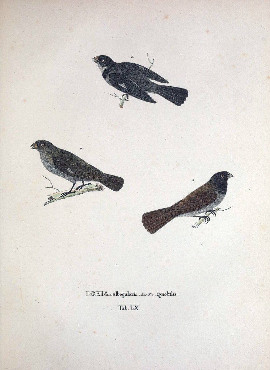 Avium species novae, quas in itinere per Brasiliam annis MDCCCXVII-MDCCCXX /.Monachii :T | Birds Brazil "Description and travel" "Pictorial works" | Vintage Print Reproduction 460055