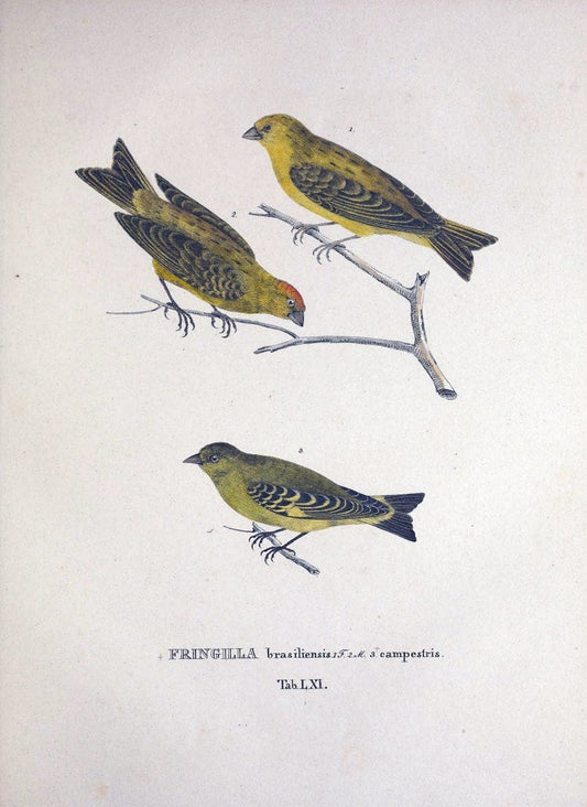 Avium species novae, quas in itinere per Brasiliam annis MDCCCXVII-MDCCCXX /.Monachii :T | Birds Brazil "Description and travel" "Pictorial works" | Vintage Print Reproduction 460056