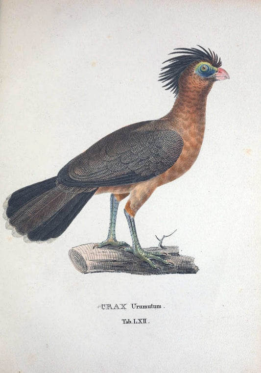 Avium species novae, quas in itinere per Brasiliam annis MDCCCXVII-MDCCCXX /.Monachii :T | Birds Brazil "Description and travel" "Pictorial works" | Vintage Print Reproduction 460057
