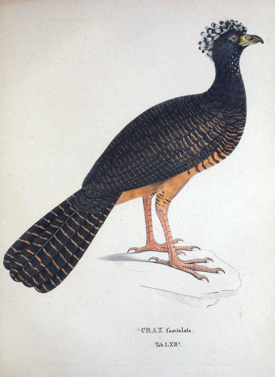 Avium species novae, quas in itinere per Brasiliam annis MDCCCXVII-MDCCCXX /.Monachii :T | Birds Brazil "Description and travel" "Pictorial works" | Vintage Print Reproduction 460058