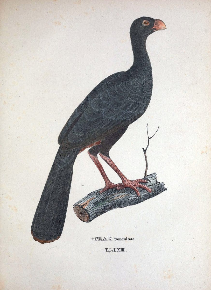 Avium species novae, quas in itinere per Brasiliam annis MDCCCXVII-MDCCCXX /.Monachii :T | Birds Brazil "Description and travel" "Pictorial works" | Vintage Print Reproduction 460059