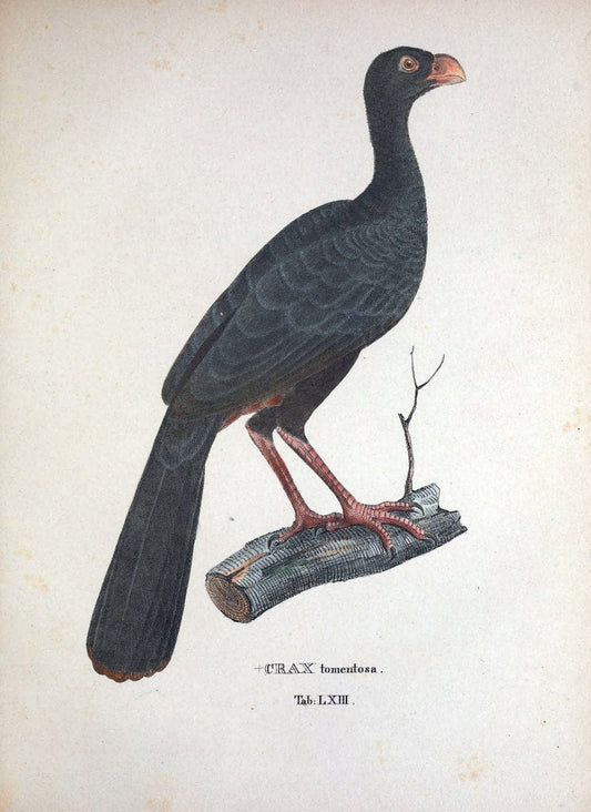 Avium species novae, quas in itinere per Brasiliam annis MDCCCXVII-MDCCCXX /.Monachii :T | Birds Brazil "Description and travel" "Pictorial works" | Vintage Print Reproduction 460059