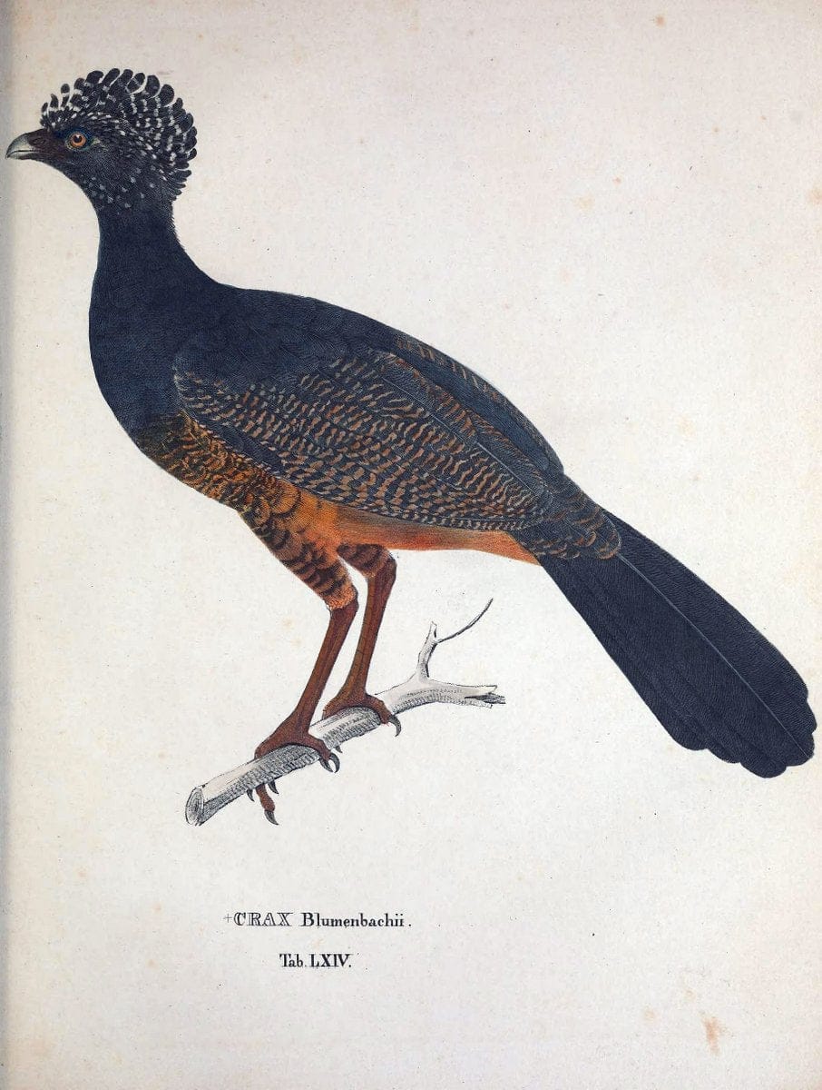 Avium species novae, quas in itinere per Brasiliam annis MDCCCXVII-MDCCCXX /.Monachii :T | Birds Brazil "Description and travel" "Pictorial works" | Vintage Print Reproduction 460060