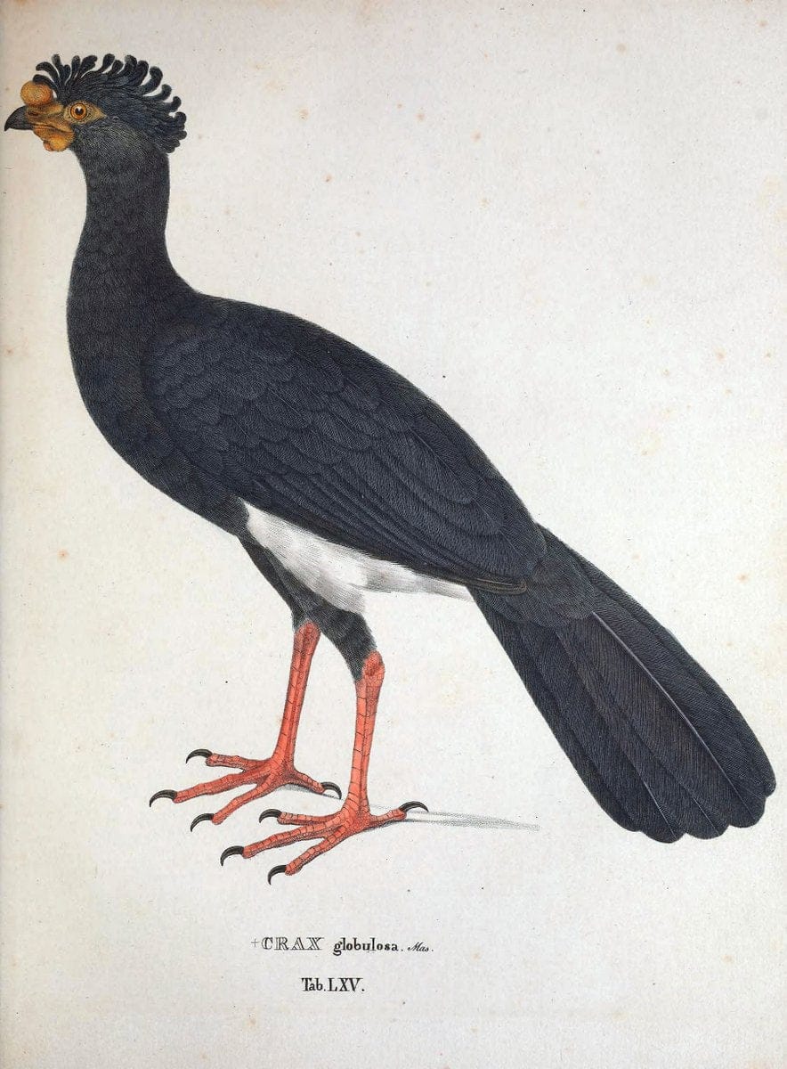 Avium species novae, quas in itinere per Brasiliam annis MDCCCXVII-MDCCCXX /.Monachii :T | Birds Brazil "Description and travel" "Pictorial works" | Vintage Print Reproduction 460061