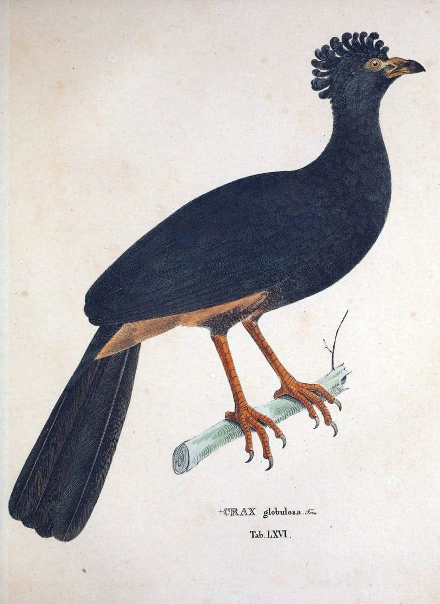 Avium species novae, quas in itinere per Brasiliam annis MDCCCXVII-MDCCCXX /.Monachii :T | Birds Brazil "Description and travel" "Pictorial works" | Vintage Print Reproduction 460062