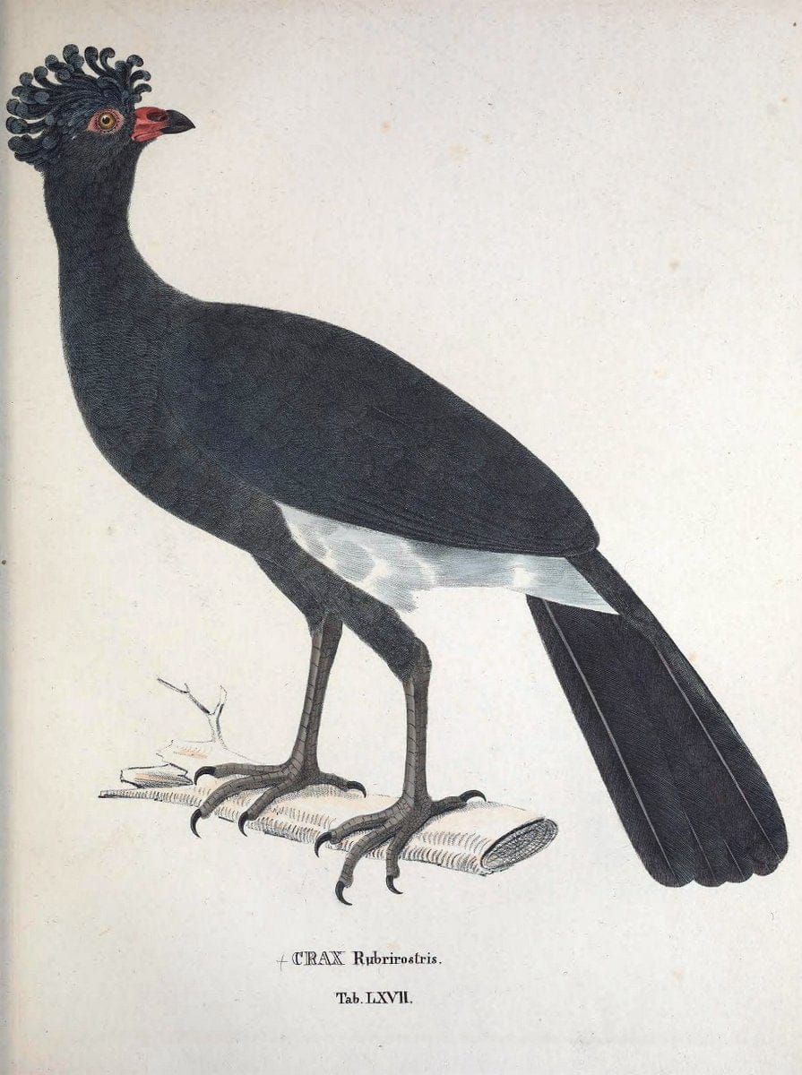 Avium species novae, quas in itinere per Brasiliam annis MDCCCXVII-MDCCCXX /.Monachii :T | Birds Brazil "Description and travel" "Pictorial works" | Vintage Print Reproduction 460063