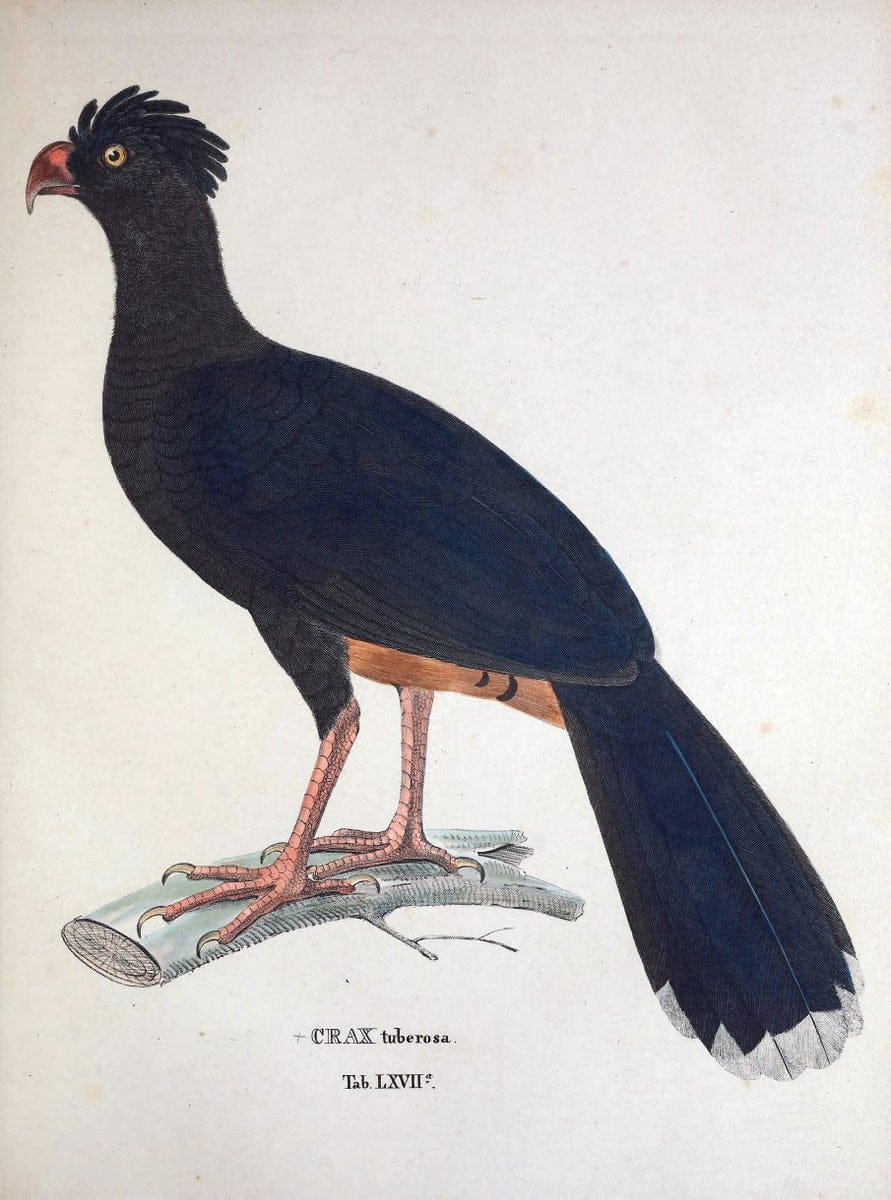 Avium species novae, quas in itinere per Brasiliam annis MDCCCXVII-MDCCCXX /.Monachii :T | Birds Brazil "Description and travel" "Pictorial works" | Vintage Print Reproduction 460064