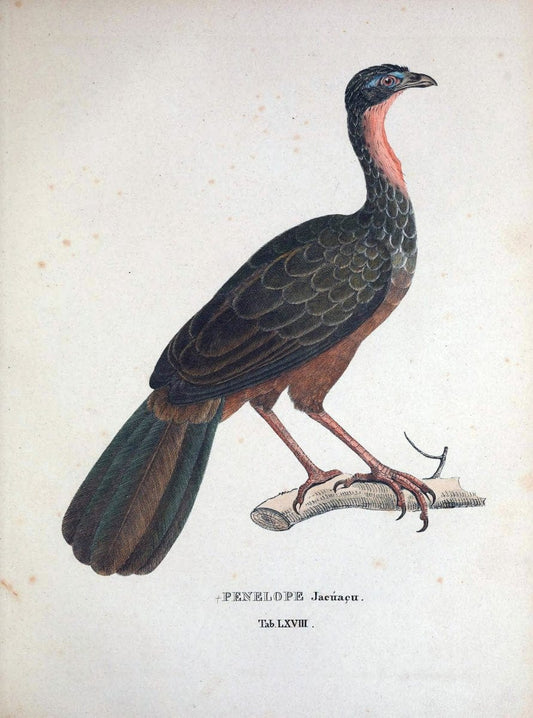 Avium species novae, quas in itinere per Brasiliam annis MDCCCXVII-MDCCCXX /.Monachii :T | Birds Brazil "Description and travel" "Pictorial works" | Vintage Print Reproduction 460065