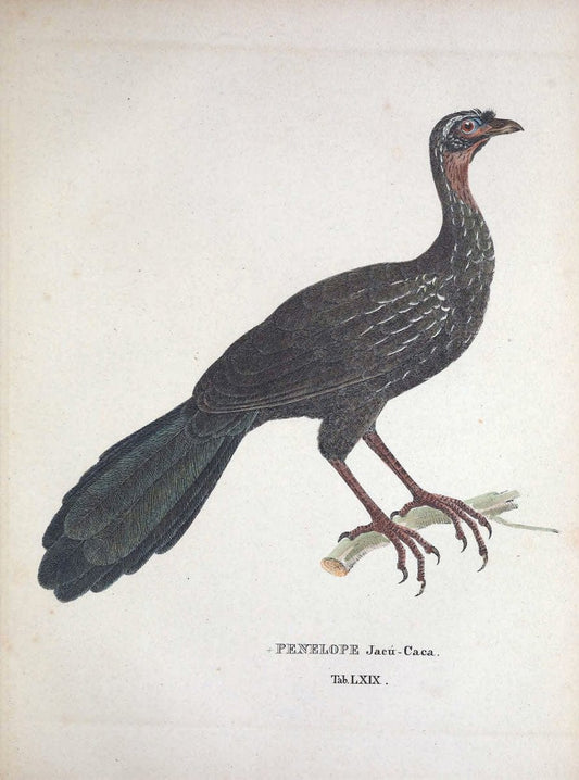 Avium species novae, quas in itinere per Brasiliam annis MDCCCXVII-MDCCCXX /.Monachii :T | Birds Brazil "Description and travel" "Pictorial works" | Vintage Print Reproduction 460066
