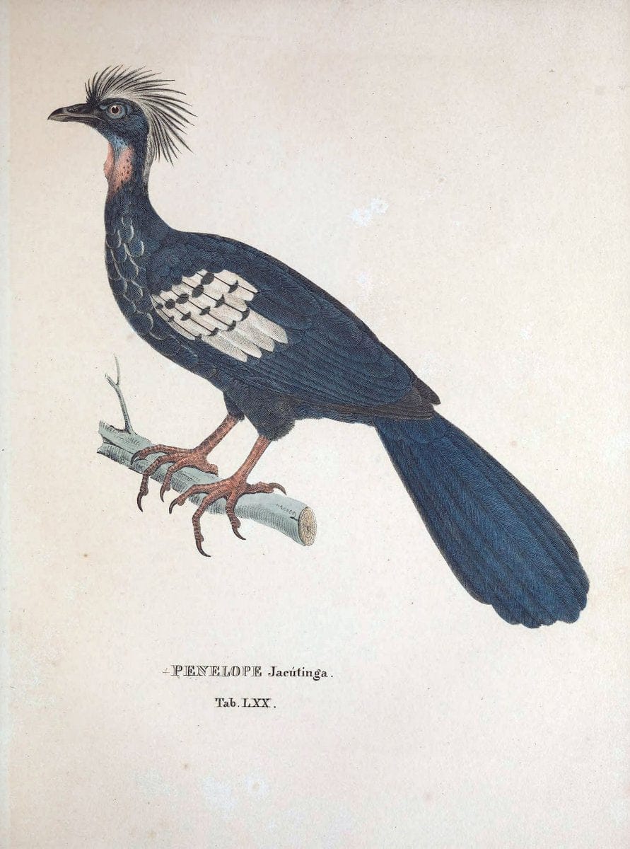 Avium species novae, quas in itinere per Brasiliam annis MDCCCXVII-MDCCCXX /.Monachii :T | Birds Brazil "Description and travel" "Pictorial works" | Vintage Print Reproduction 460067