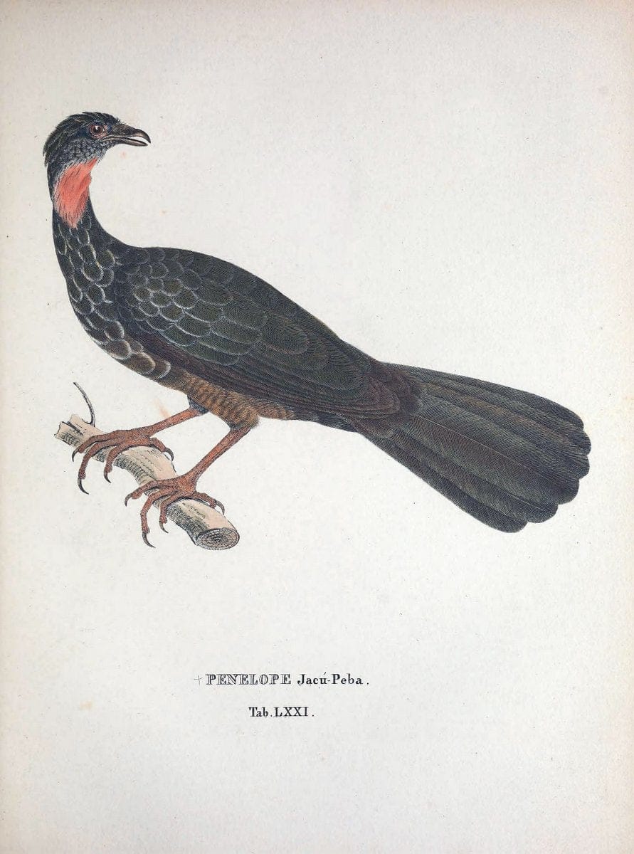 Avium species novae, quas in itinere per Brasiliam annis MDCCCXVII-MDCCCXX /.Monachii :T | Birds Brazil "Description and travel" "Pictorial works" | Vintage Print Reproduction 460068