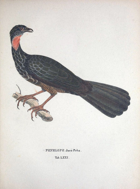 Avium species novae, quas in itinere per Brasiliam annis MDCCCXVII-MDCCCXX /.Monachii :T | Birds Brazil "Description and travel" "Pictorial works" | Vintage Print Reproduction 460068
