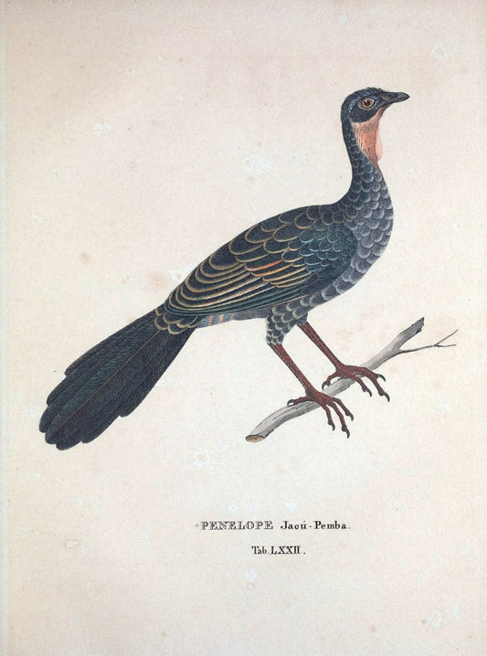 Avium species novae, quas in itinere per Brasiliam annis MDCCCXVII-MDCCCXX /.Monachii :T | Birds Brazil "Description and travel" "Pictorial works" | Vintage Print Reproduction 460069