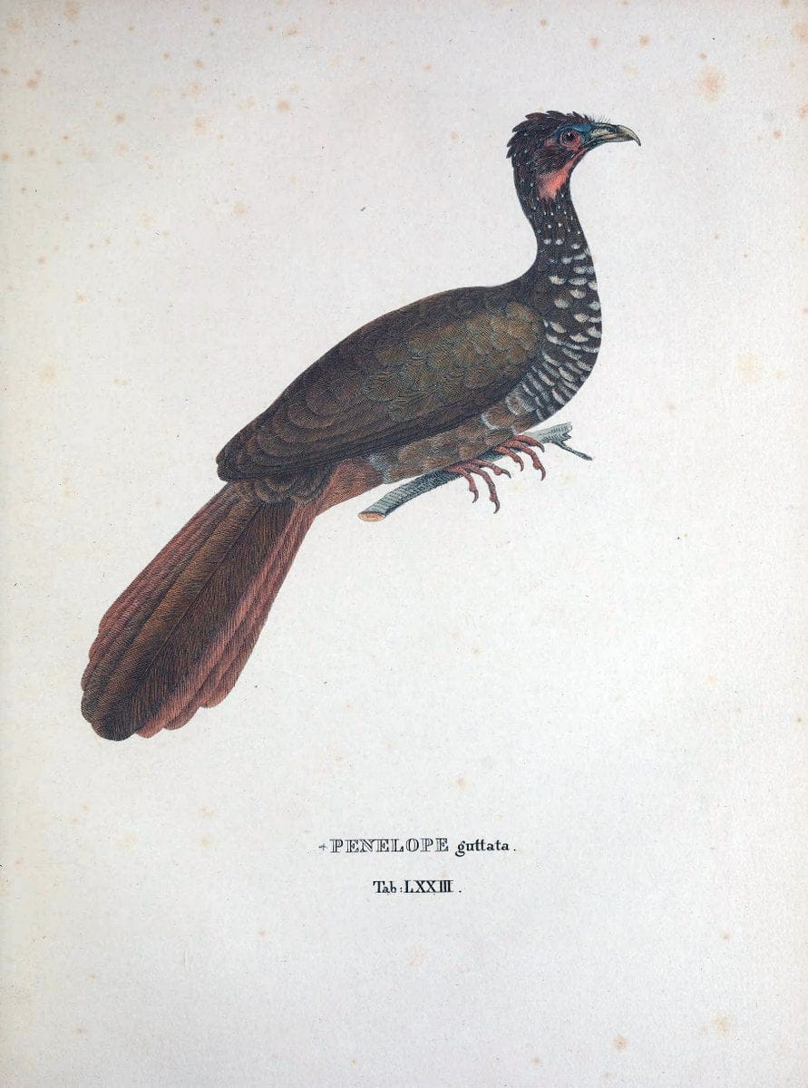 Avium species novae, quas in itinere per Brasiliam annis MDCCCXVII-MDCCCXX /.Monachii :T | Birds Brazil "Description and travel" "Pictorial works" | Vintage Print Reproduction 460070