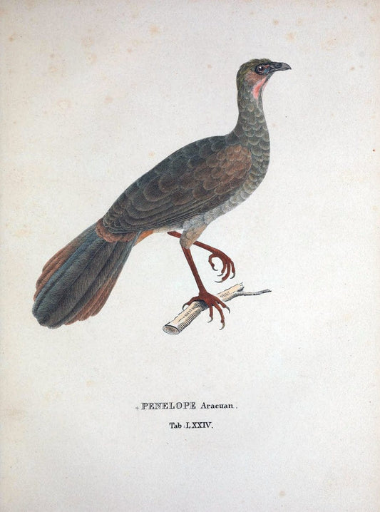Avium species novae, quas in itinere per Brasiliam annis MDCCCXVII-MDCCCXX /.Monachii :T | Birds Brazil "Description and travel" "Pictorial works" | Vintage Print Reproduction 460071