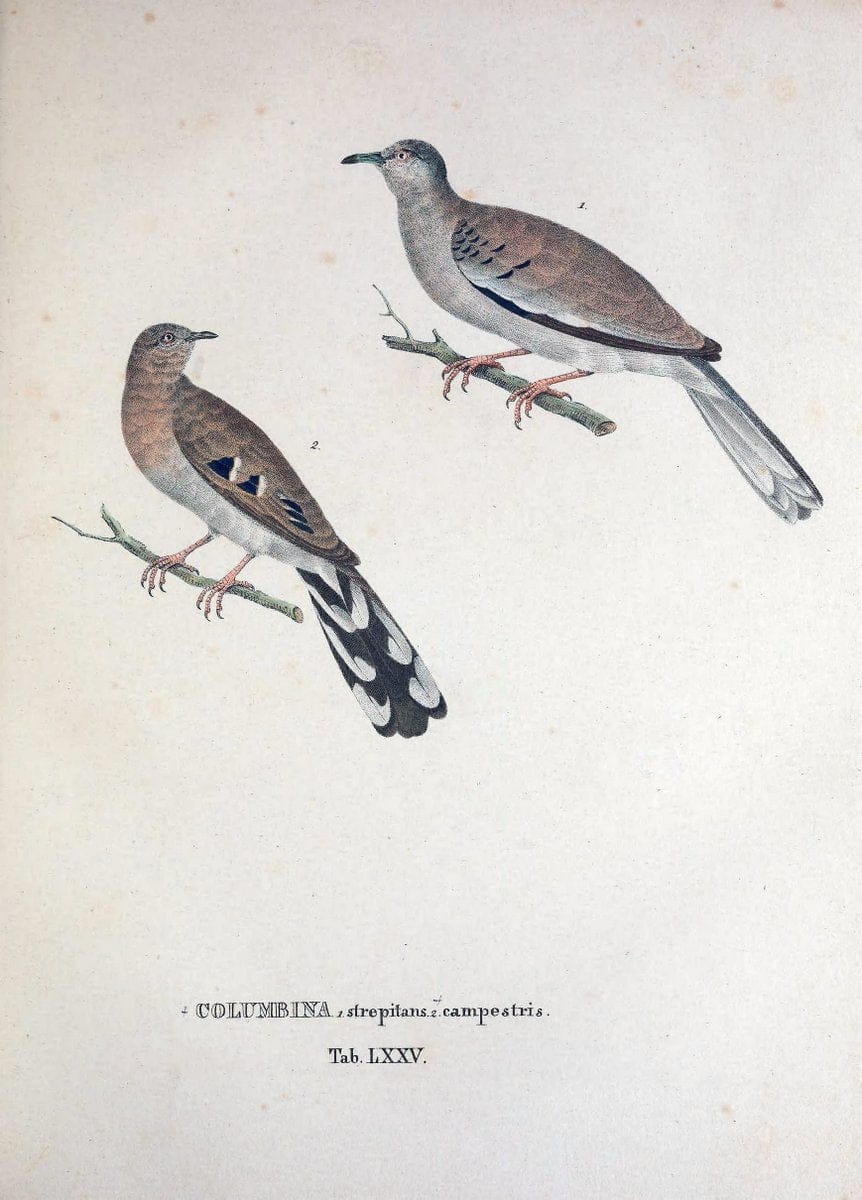 Avium species novae, quas in itinere per Brasiliam annis MDCCCXVII-MDCCCXX /.Monachii :T | Birds Brazil "Description and travel" "Pictorial works" | Vintage Print Reproduction 460072