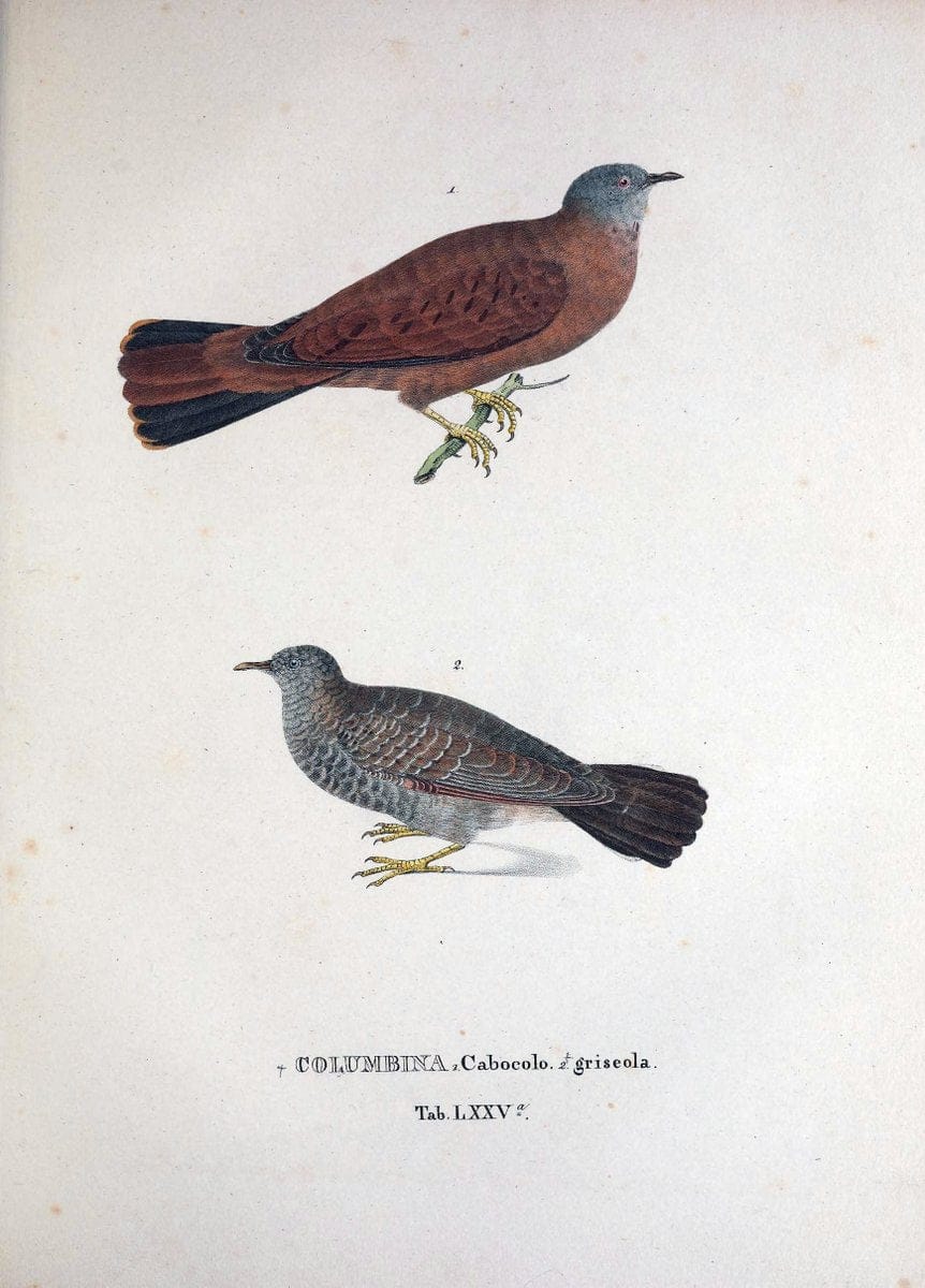 Avium species novae, quas in itinere per Brasiliam annis MDCCCXVII-MDCCCXX /.Monachii :T | Birds Brazil "Description and travel" "Pictorial works" | Vintage Print Reproduction 460073