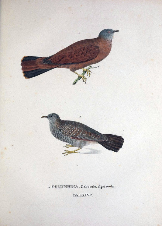 Avium species novae, quas in itinere per Brasiliam annis MDCCCXVII-MDCCCXX /.Monachii :T | Birds Brazil "Description and travel" "Pictorial works" | Vintage Print Reproduction 460073