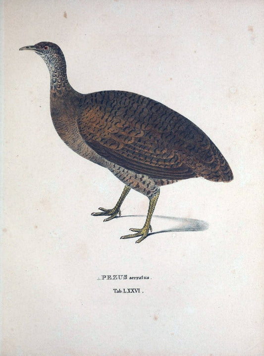 Avium species novae, quas in itinere per Brasiliam annis MDCCCXVII-MDCCCXX /.Monachii :T | Birds Brazil "Description and travel" "Pictorial works" | Vintage Print Reproduction 460074