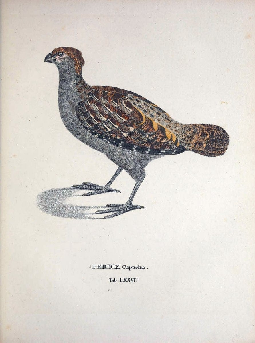 Avium species novae, quas in itinere per Brasiliam annis MDCCCXVII-MDCCCXX /.Monachii :T | Birds Brazil "Description and travel" "Pictorial works" | Vintage Print Reproduction 460075