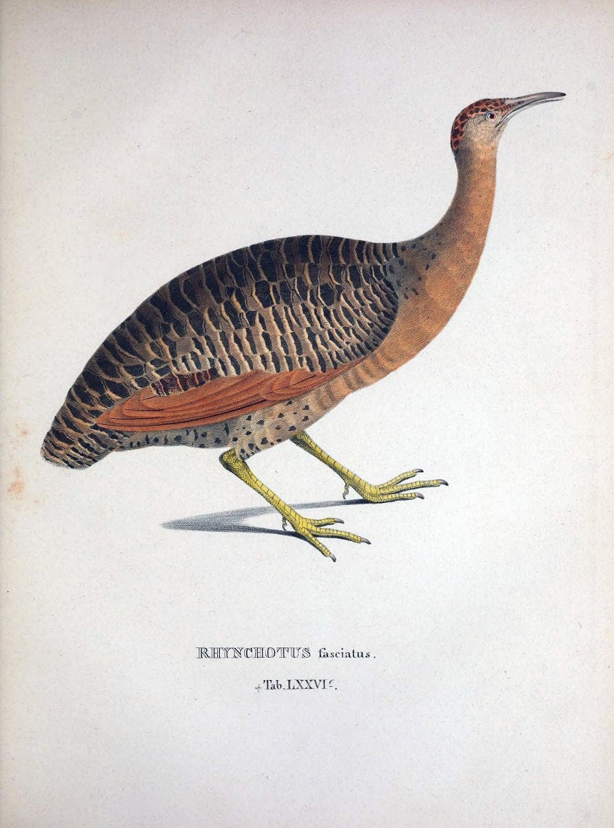 Avium species novae, quas in itinere per Brasiliam annis MDCCCXVII-MDCCCXX /.Monachii :T | Birds Brazil "Description and travel" "Pictorial works" | Vintage Print Reproduction 460077