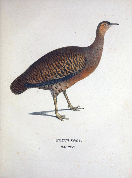 Avium species novae, quas in itinere per Brasiliam annis MDCCCXVII-MDCCCXX /.Monachii :T | Birds Brazil "Description and travel" "Pictorial works" | Vintage Print Reproduction 460078