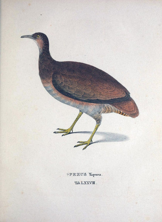 Avium species novae, quas in itinere per Brasiliam annis MDCCCXVII-MDCCCXX /.Monachii :T | Birds Brazil "Description and travel" "Pictorial works" | Vintage Print Reproduction 460079